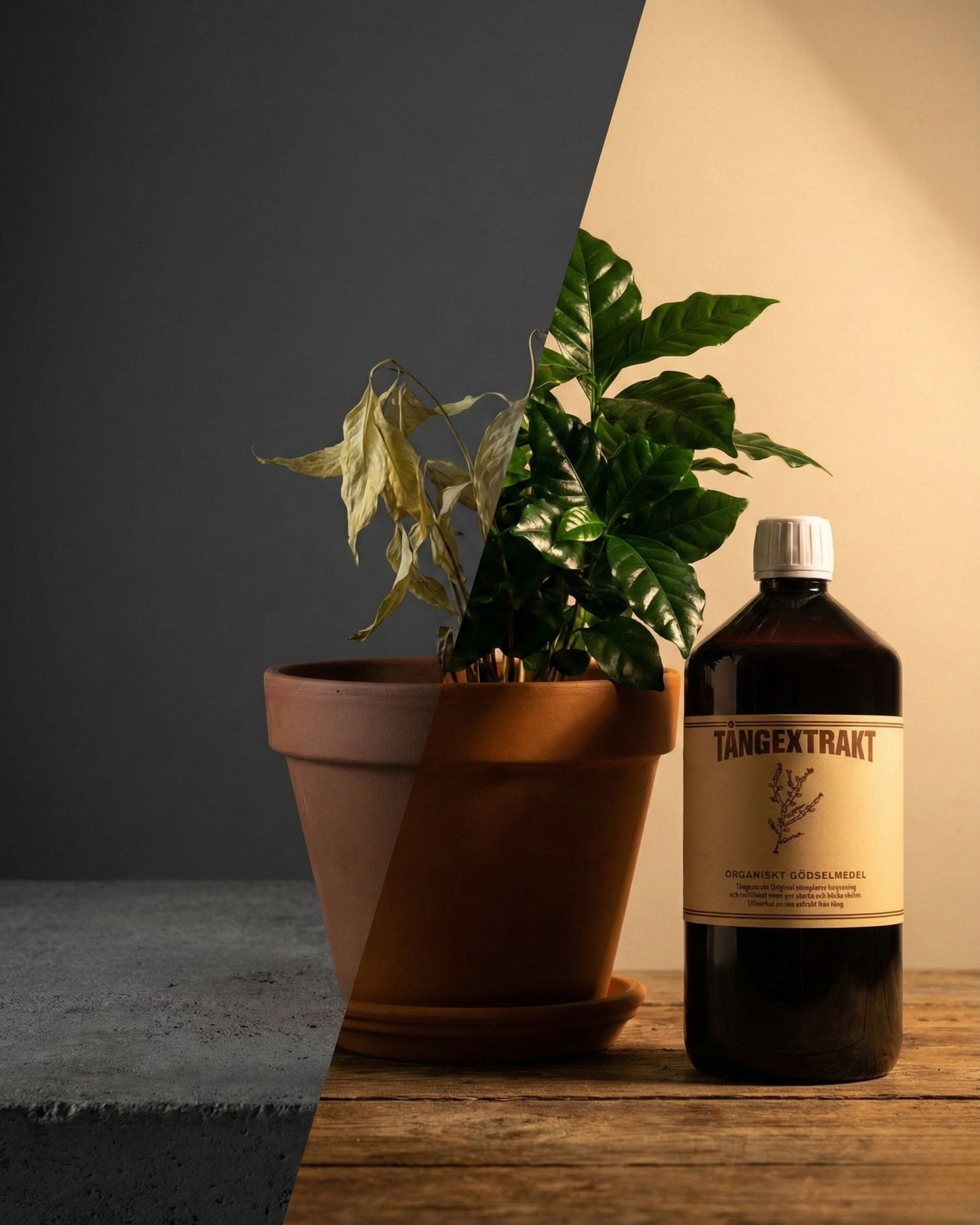 Tångextrakt - Original