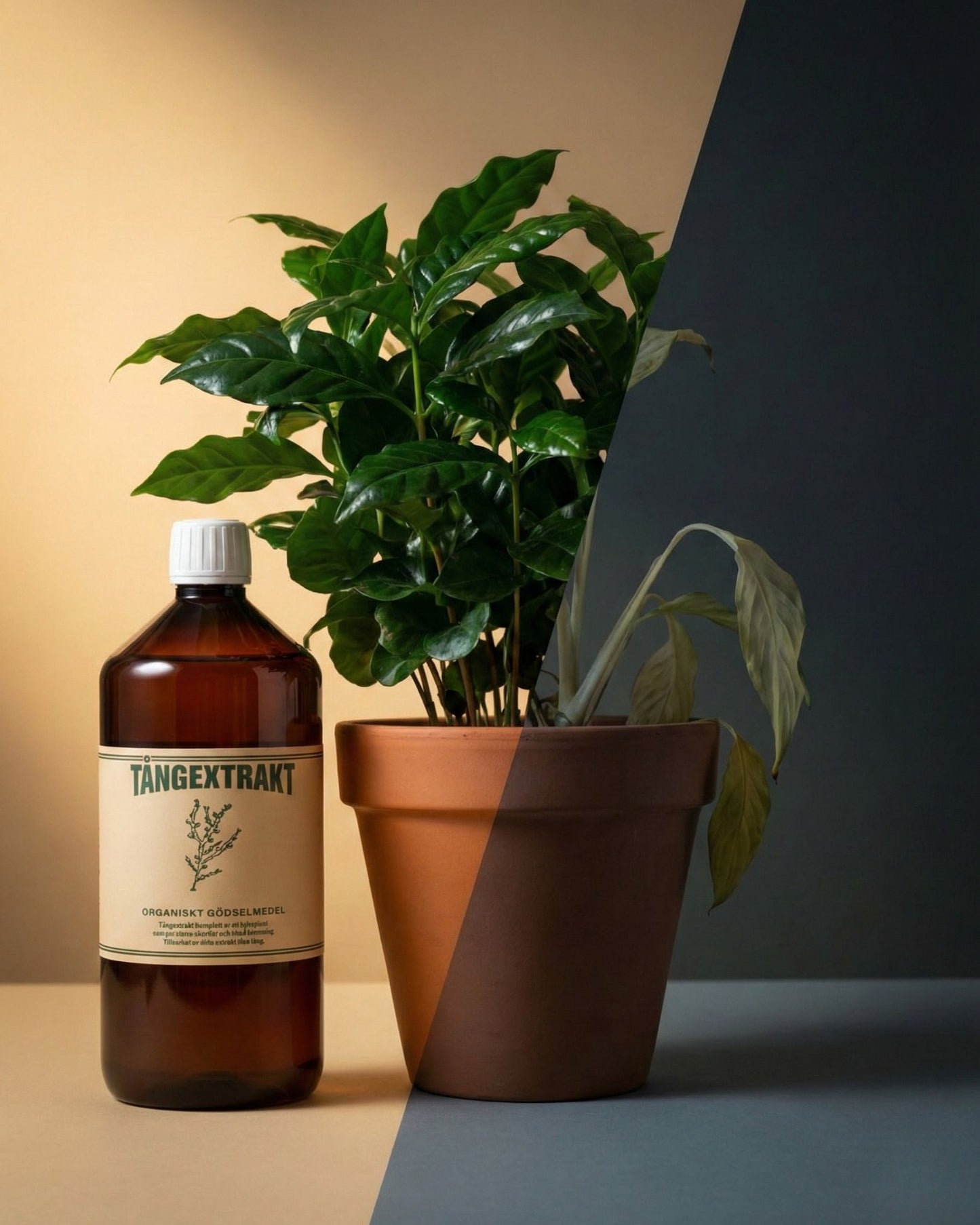 Tångextrakt - Complete